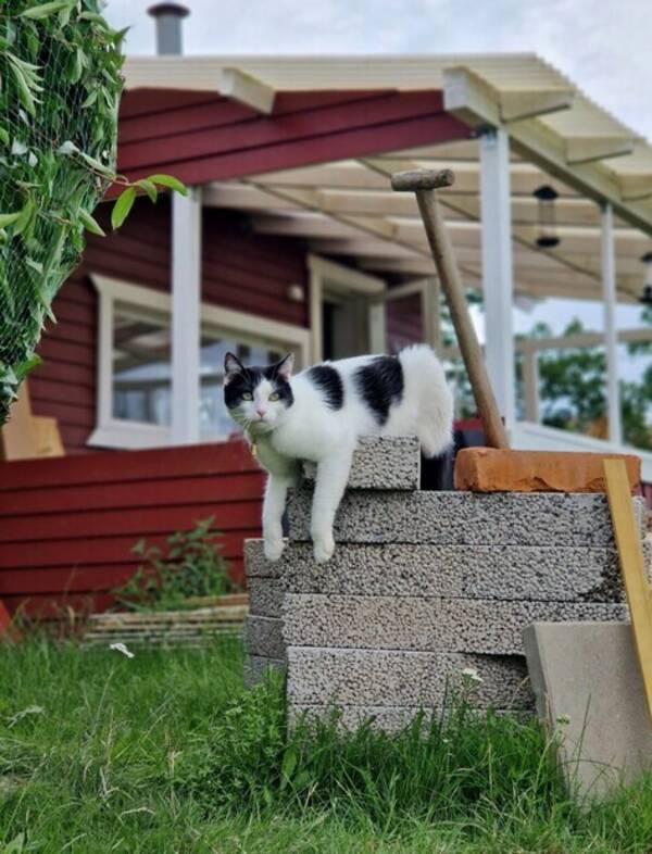 Katt - Dobby