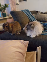 Stella kastrerad hona 7 år