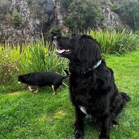 Flatcoated retriver blandning 