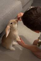 Dvärg kanin Dvärg kanin