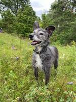 Blandras - Teddie Blandras - Teddie