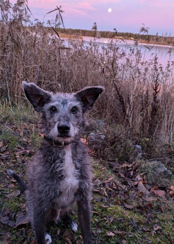 Hund - Blandras - Teddie