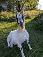 Get - Thorin Get - Thorin