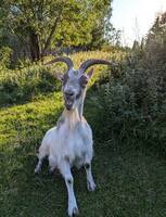 Get - Dvalin Get - Dvalin