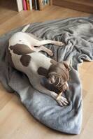 Terier braseleiro Bentley