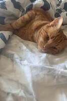 Katten zimba