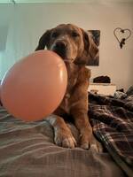 Blandras Devin  Blandras Devin