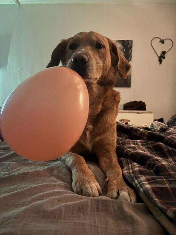 Hund - Blandras Devin 