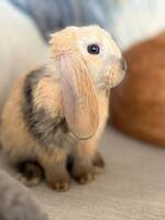 Kaninen Lilli  Kaninen Lilli