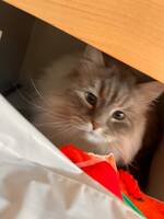Hunnkatt Elsa.