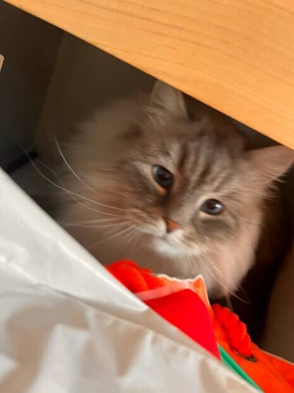 Katt - Hunnkatt Elsa. Katt - Hunnkatt Elsa.