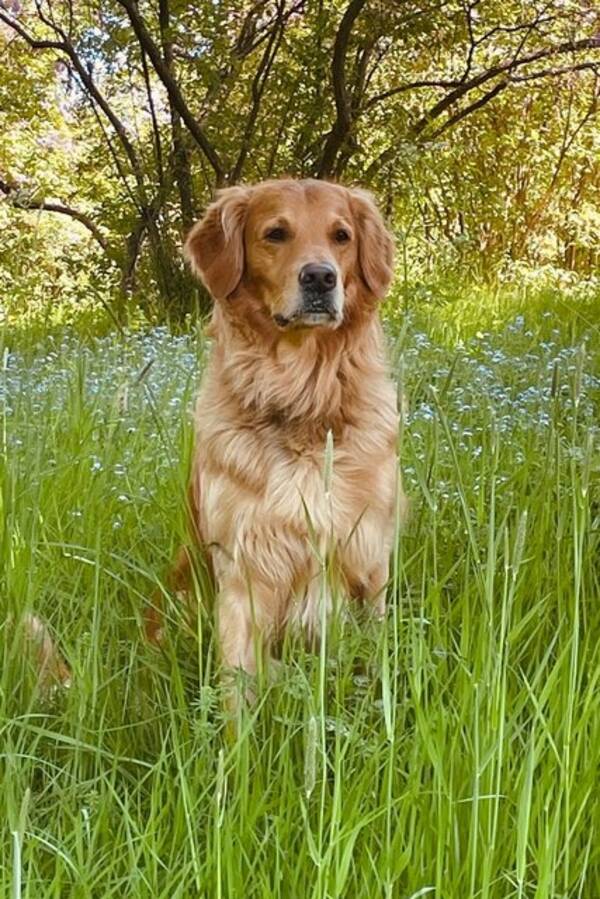 Hund - Malte, Golden  retriever (jakt)