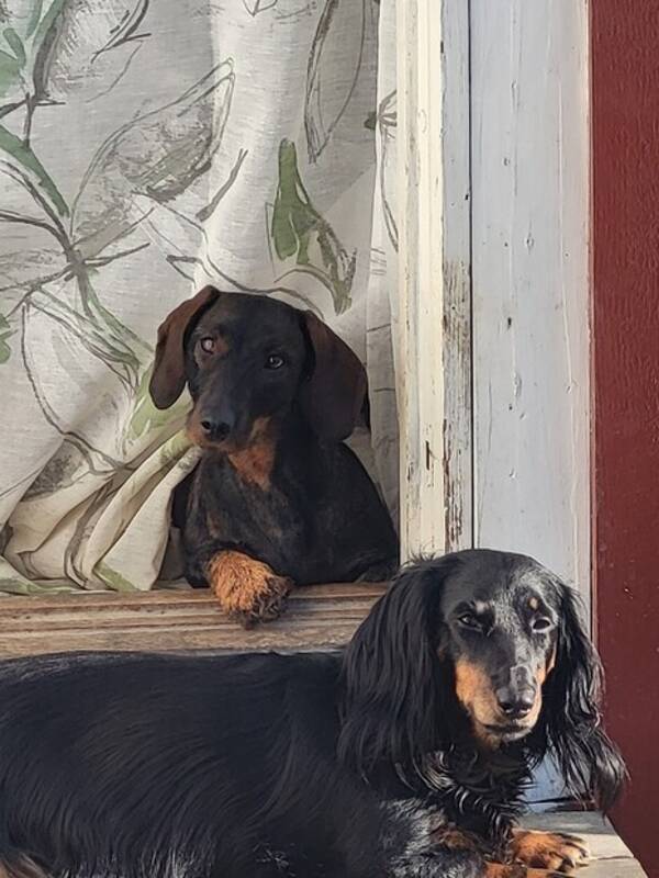 Hund - Taxarna signe Ninni  och Totte