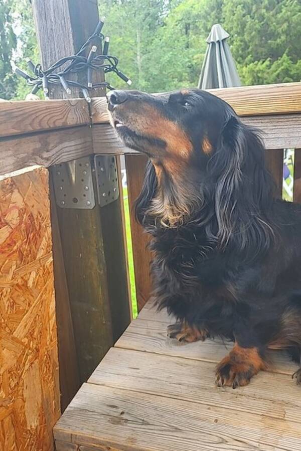Hund - Taxarna signe Ninni  och Totte