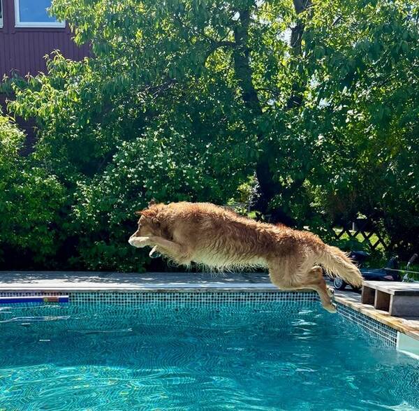 Hund - Malte, Golden  retriever (jakt)