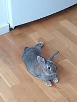 Kaninen Pella Kaninen Pella