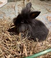 Goskaninen Olof Goskaninen Olof