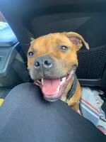 Hund staffe tik