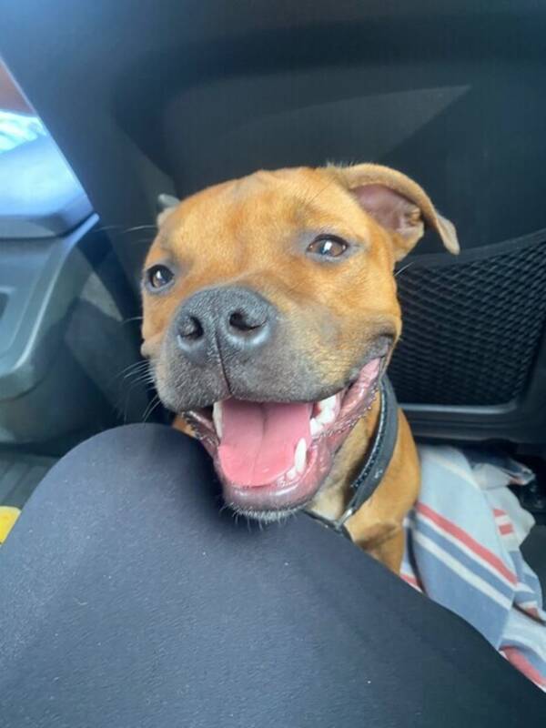 Hund - Hund staffe tik