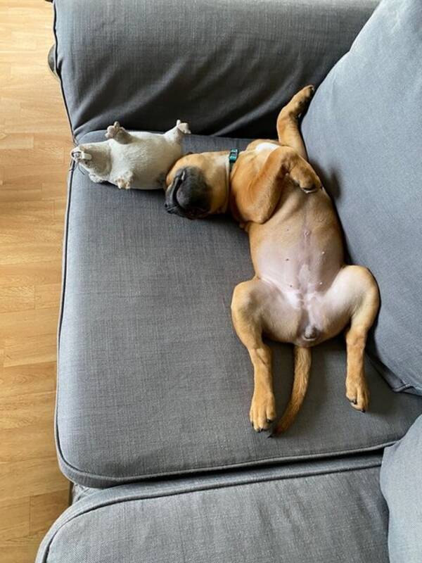 Hund - Hund staffe tik