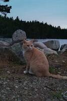 Bondkatten Ludde Bondkatten Ludde