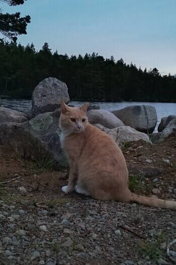 Katt - Bondkatten Ludde