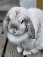 Luna den sköna Luna den sköna