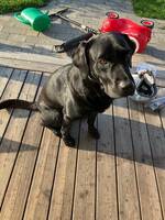 Labradoren Timo