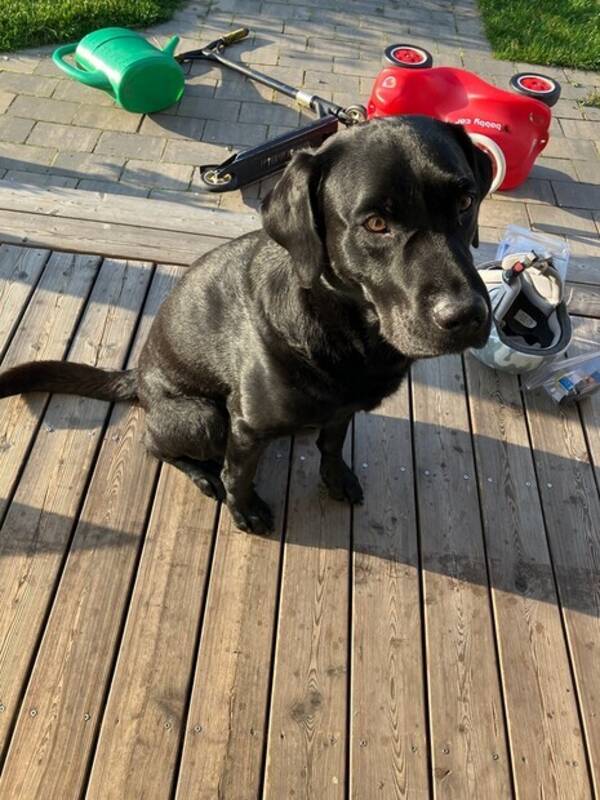 Hund - Labradoren Timo