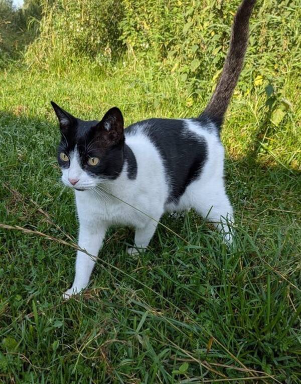 Katt - Huskatten Tifa