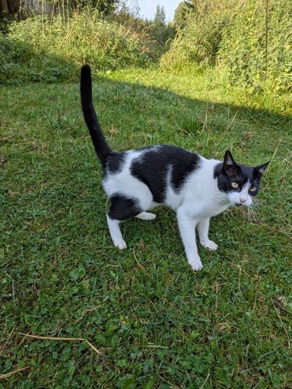 Katt - Huskatten Tifa