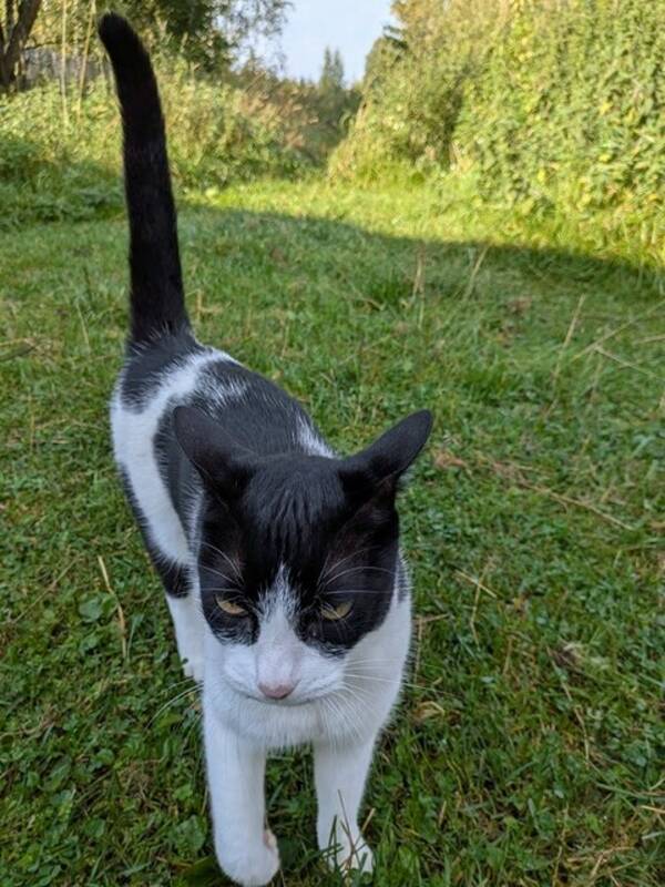 Katt - Huskatten Tifa