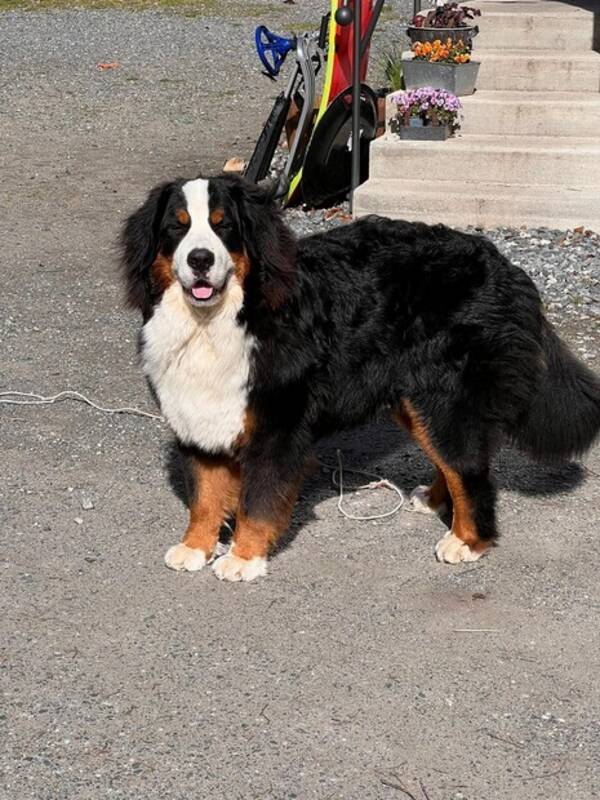 Hund - Ozzy