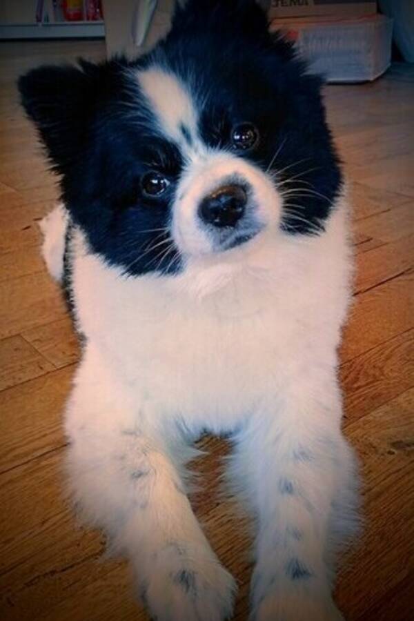 Hund - Pomeranian/Papillon CHICO