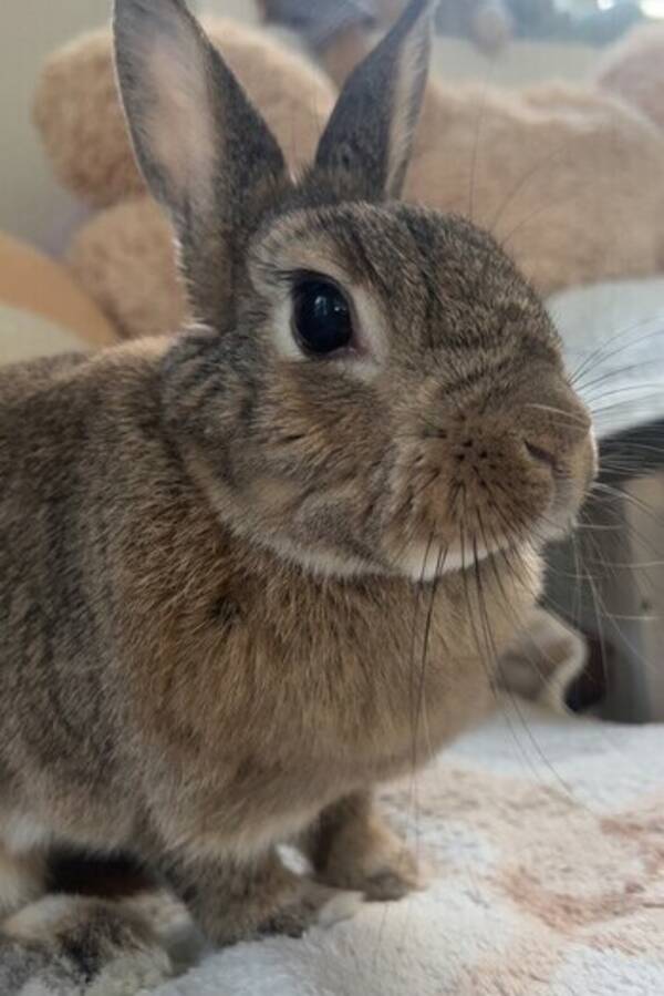 Annet - Kanin Snute Annet - Kanin Snute