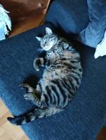 Katten Viggo