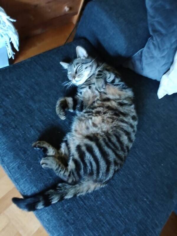 Katt - Katten Viggo