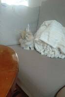 Kaninen Fnatte  Kaninen Fnatte