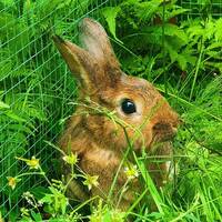 Kaninen Luna Kaninen Luna