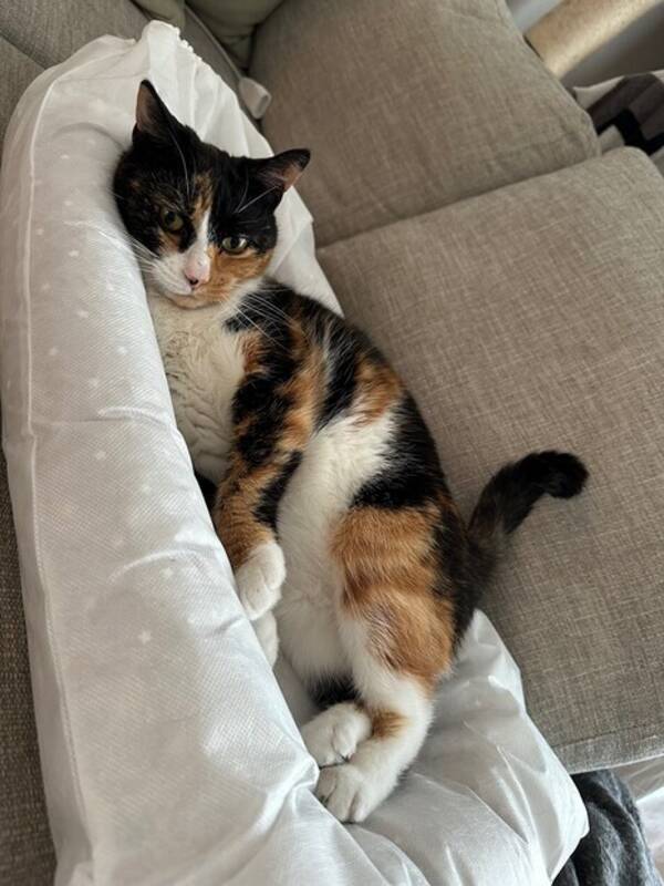 Katt - Lola