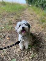 Maltipoo Ooty