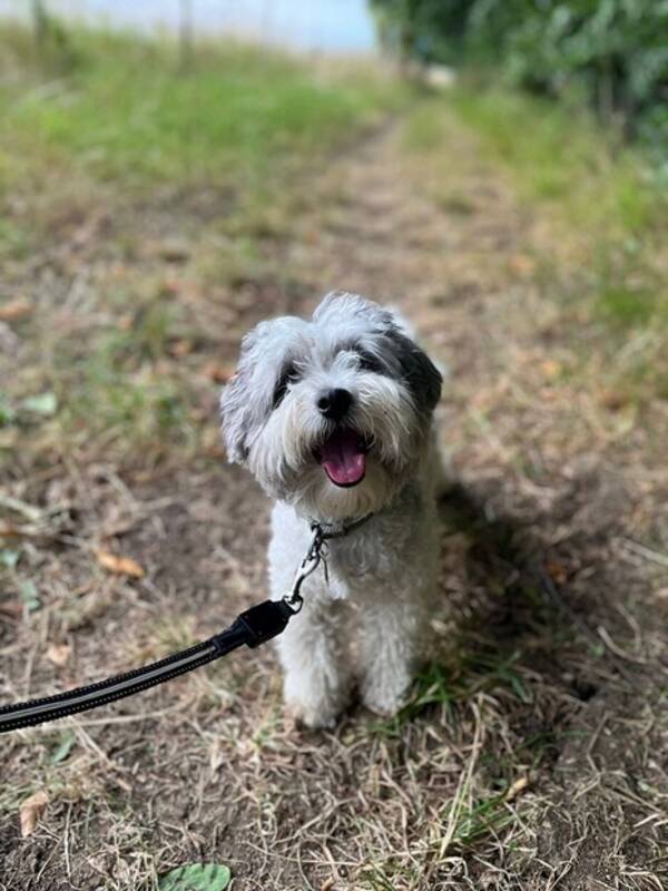 Hund - Maltipoo Ooty