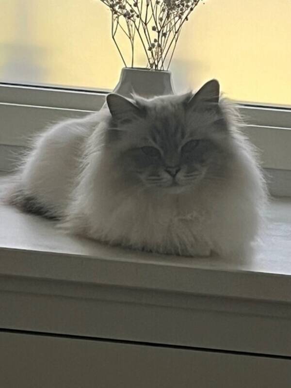 Katt - Heliga Birman Misty