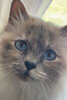 Heliga Birman Flinga