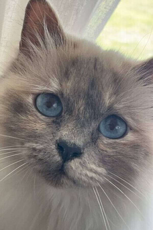 Katt - Heliga Birman Flinga