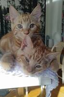 Katterna Charllie och Cesar  Katterna Charllie och Cesar