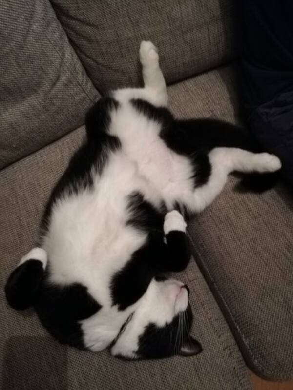 Katt - Dustin