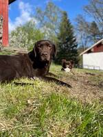 Labrador glimma 