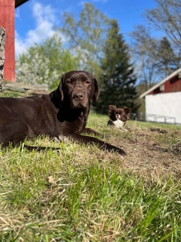 Hund - Labrador glimma 