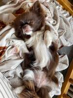 Chihuahua rtan